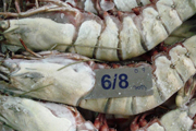 6-8大虎蝦