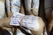 CDN Geoduck