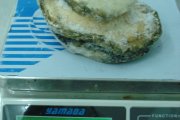 急凍墨西哥鮑魚1頭