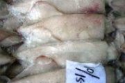 墨魷10-15