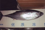 吞娜魚(原條)