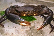 蟹