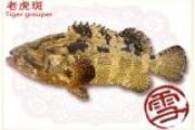 老虎斑
