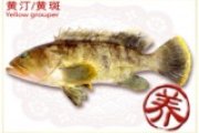 黃斑