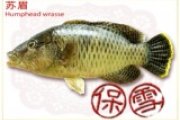 蘇眉