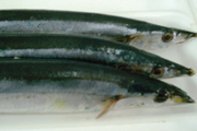 日本秋刀魚